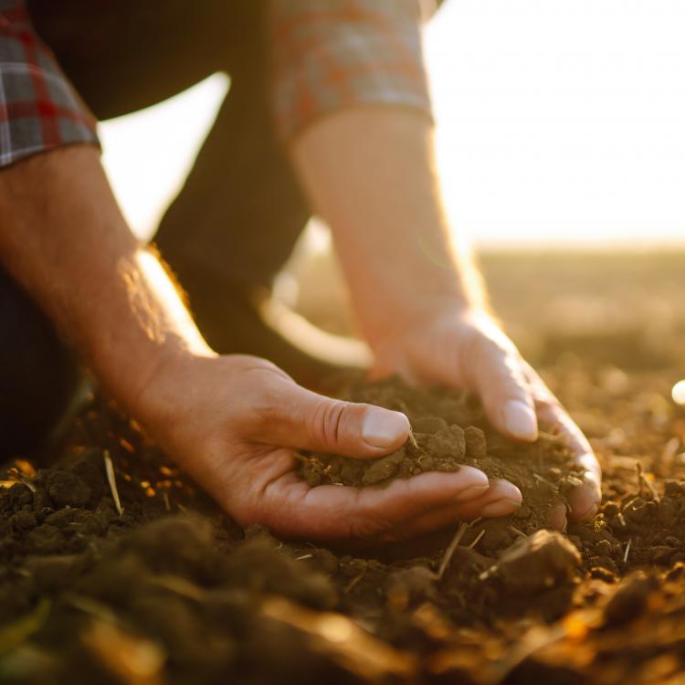 person holding soil