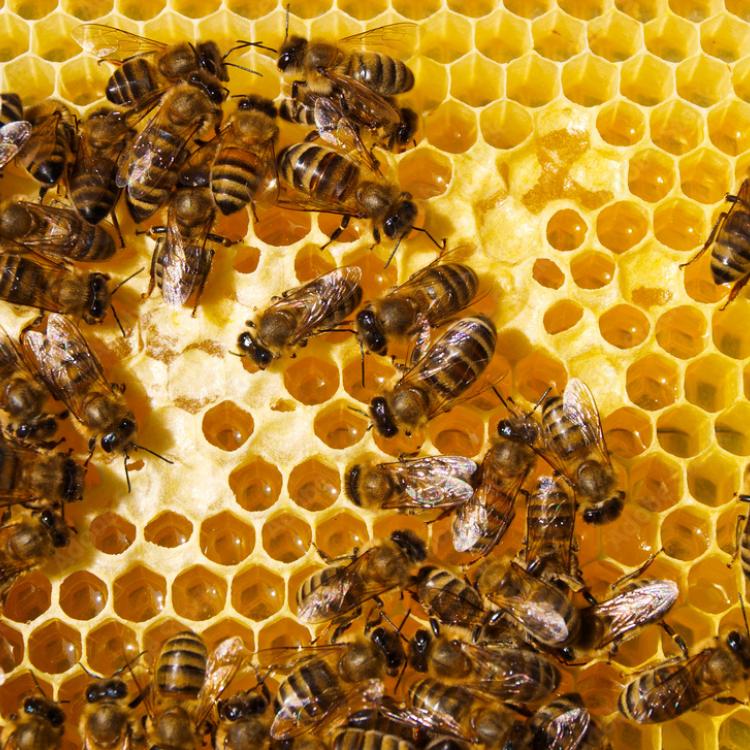 Bees in hive